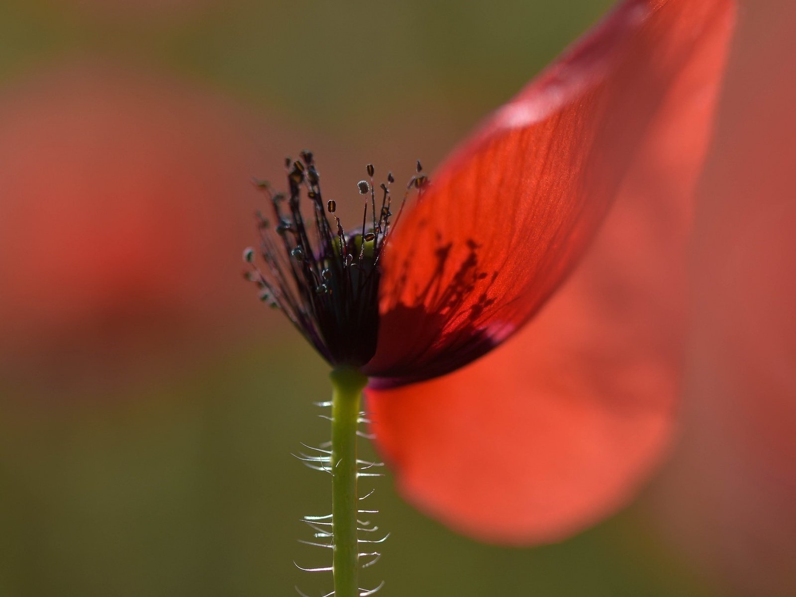 Обои макро, фон, цветок, лепестки, красный, мак, macro, background, flower, petals, red, mac разрешение 1953x1364 Загрузить