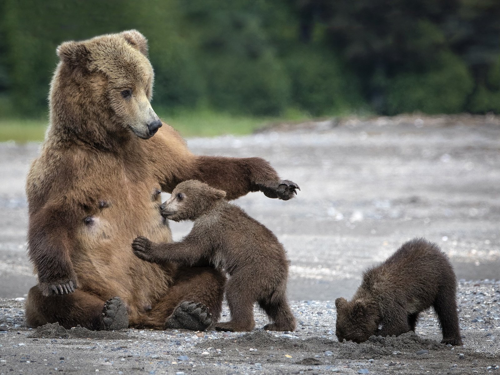 Обои мишки, мама, медведи, медведица, медвежата, bears, mom, bear разрешение 2499x1706 Загрузить