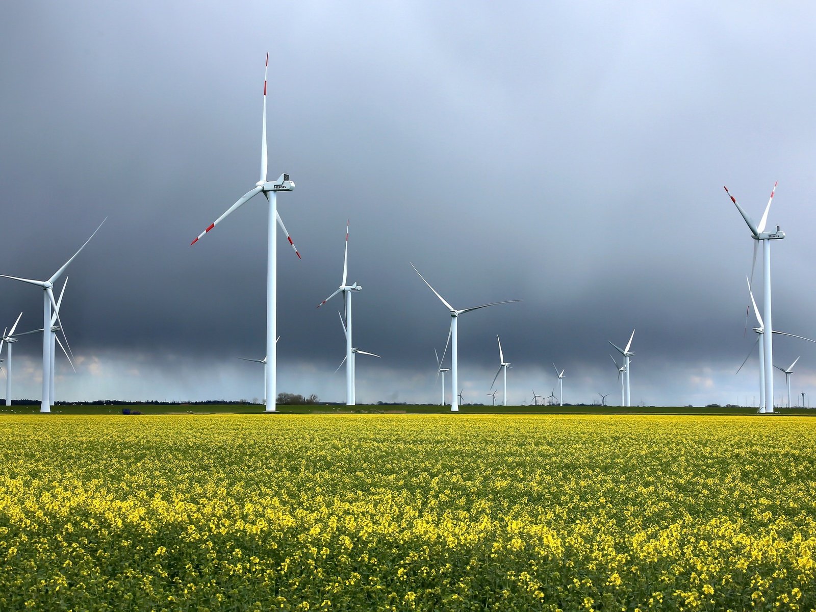 Обои небо, цветы, поле, ветряки, рапс, ветротурбины, the sky, flowers, field, windmills, rape, wind turbine разрешение 2048x1354 Загрузить