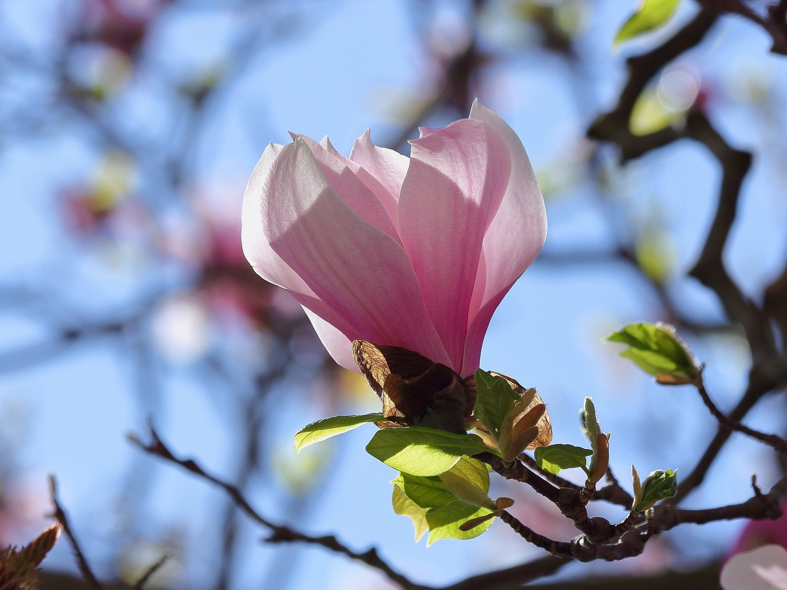 Обои небо, ветка, цветение, бутон, весна, магнолия, the sky, branch, flowering, bud, spring, magnolia разрешение 2048x1365 Загрузить