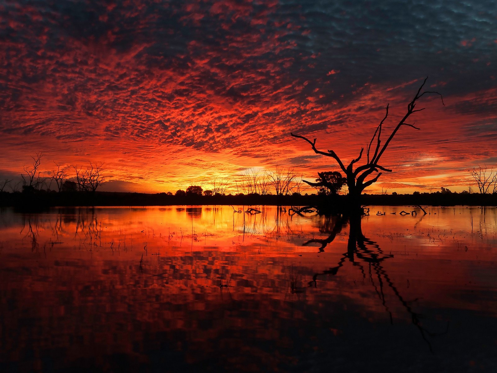 Обои небо, вода, озеро, дерево, болото, закат, коряги, the sky, water, lake, tree, swamp, sunset, driftwood разрешение 2560x1440 Загрузить