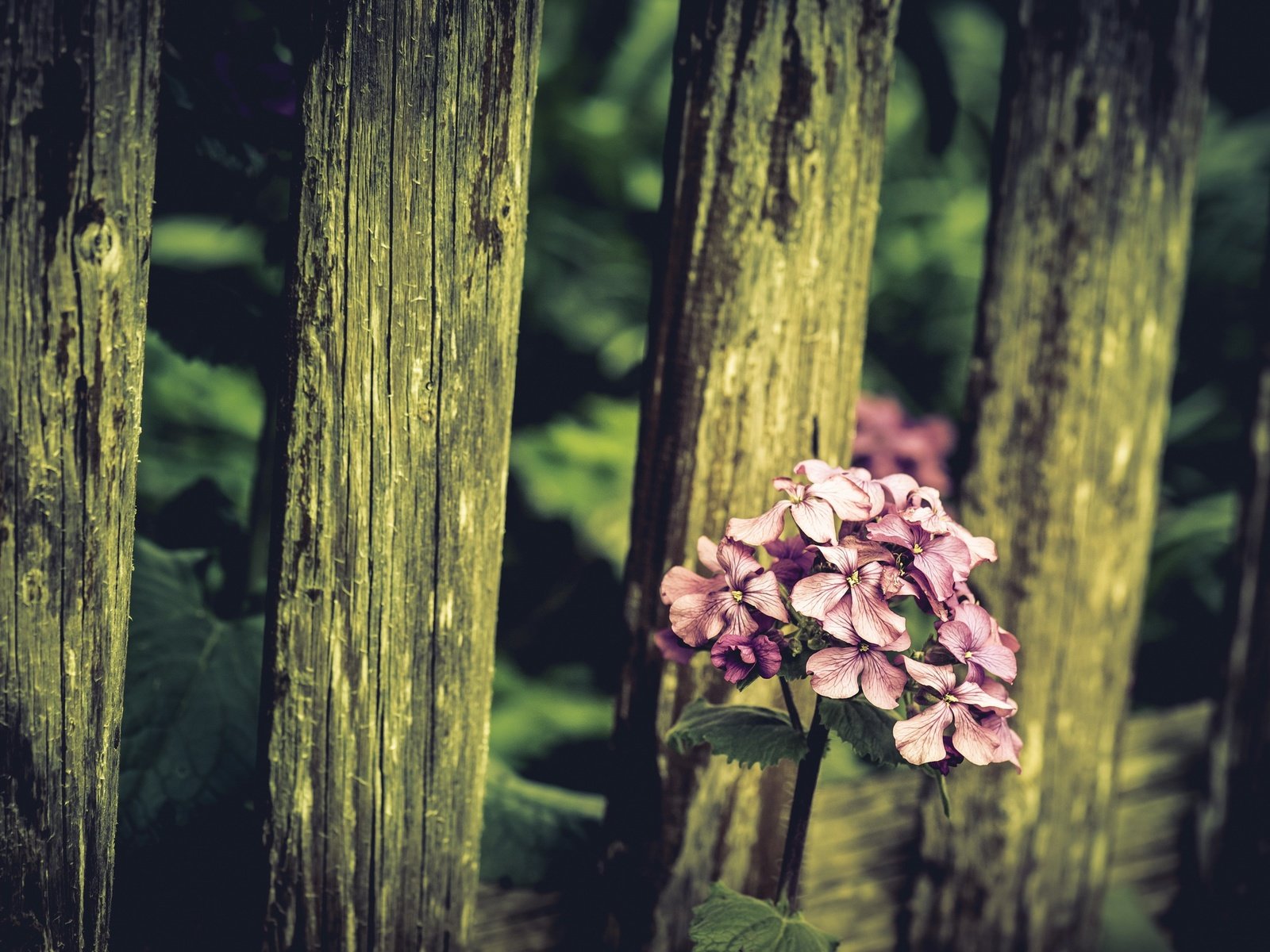 Обои природа, цветок, забор, nature, flower, the fence разрешение 2560x1604 Загрузить