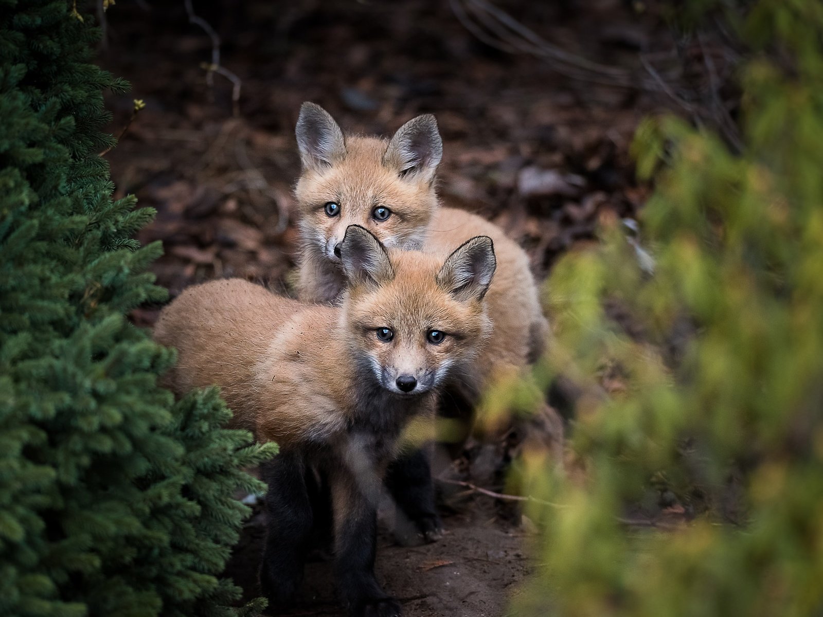 Обои природа, лес, лисята, лисы, nature, forest, cubs, fox разрешение 2048x1367 Загрузить