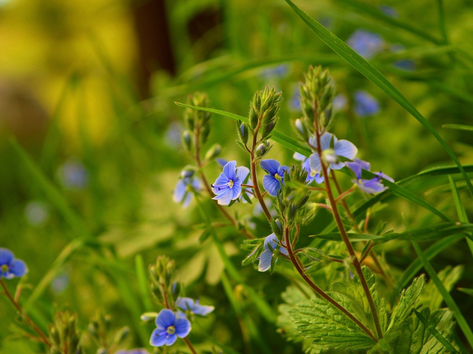 Обои трава, природа, весна, голубые цветы, вероника дубравная, grass, nature, spring, blue flowers, veronica dubravnaya разрешение 3000x1892 Загрузить