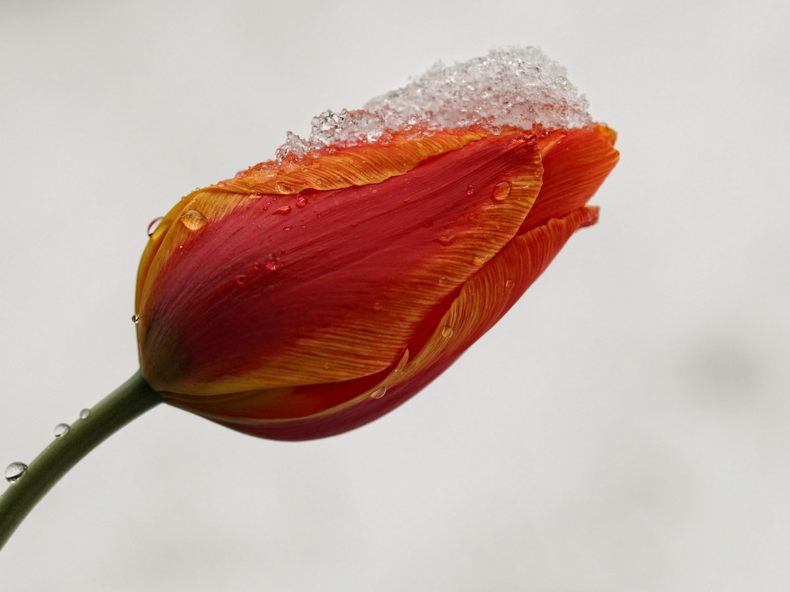 Обои снег, фон, цветок, капли, бутон, тюльпан, стебель, snow, background, flower, drops, bud, tulip, stem разрешение 2048x1360 Загрузить