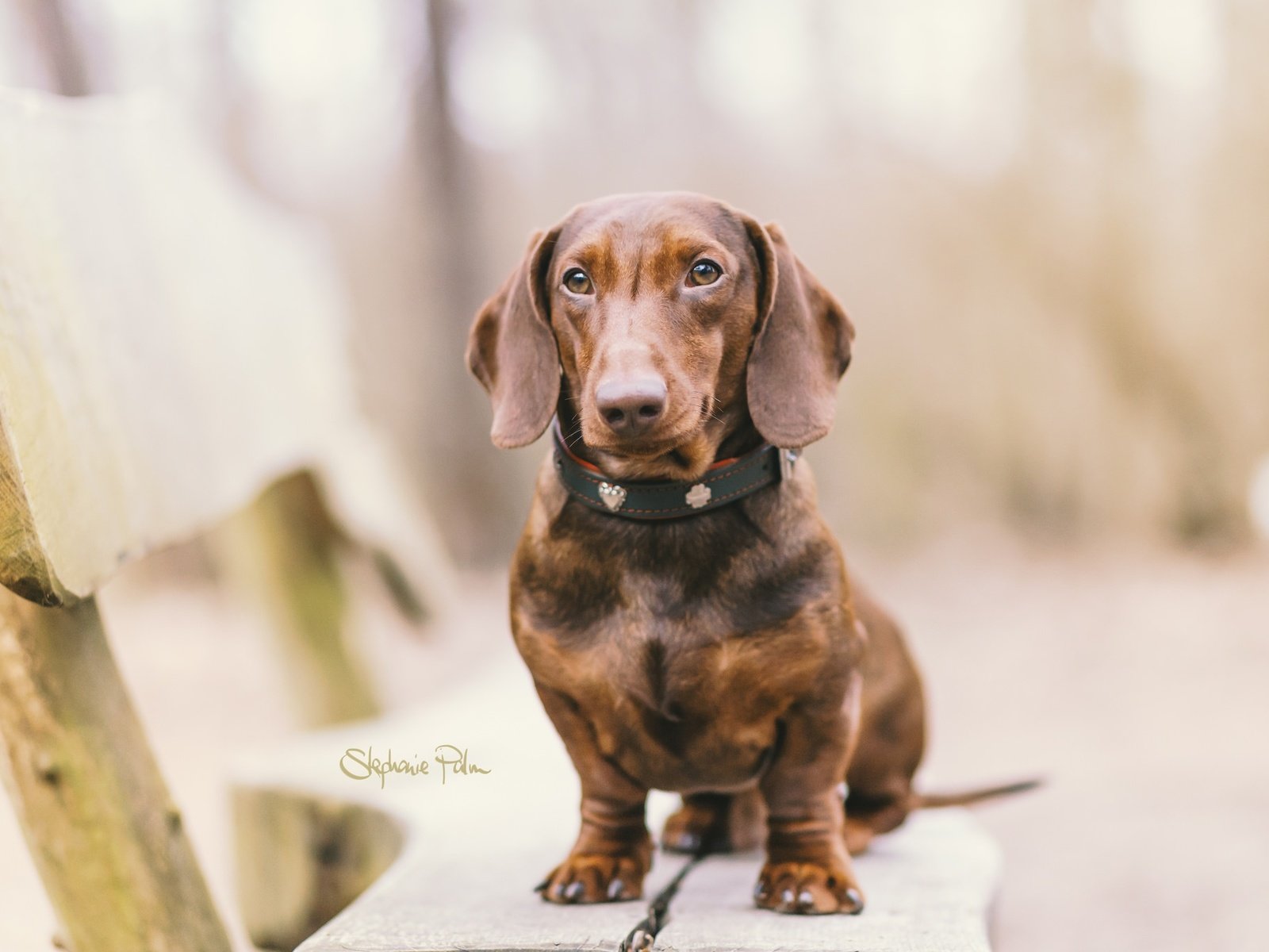 Обои глаза, мордочка, взгляд, собака, скамья, ошейник, такса, eyes, muzzle, look, dog, bench, collar, dachshund разрешение 2048x1366 Загрузить