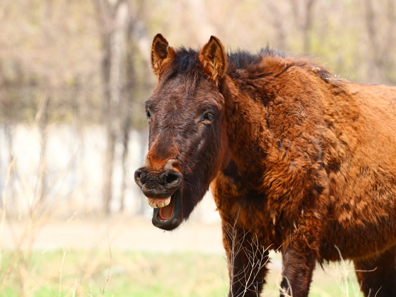 Обои лошадь, конь, степь, смех, жеребенок, horse, the steppe, laughter, foal разрешение 1920x1280 Загрузить