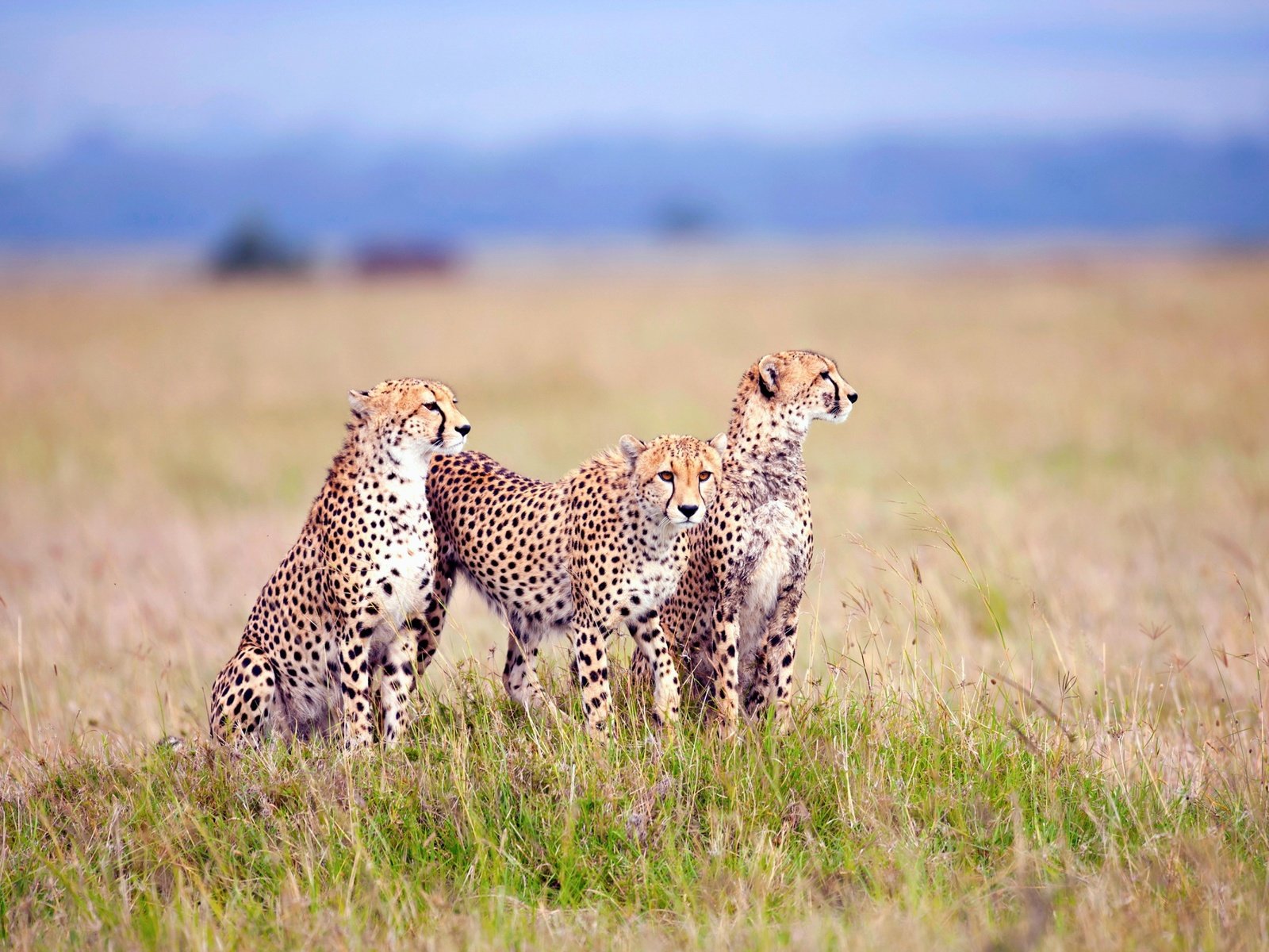 Обои трава, поле, хищники, три, гепарды, grass, field, predators, three, cheetahs разрешение 3840x2400 Загрузить