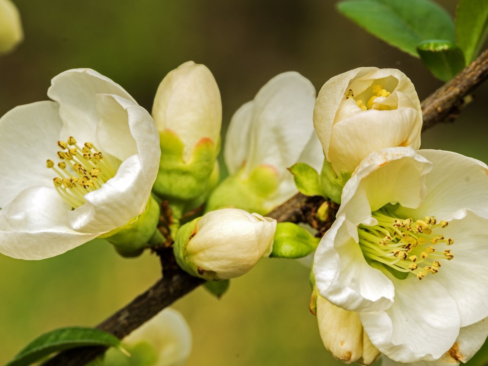 Обои ветка, природа, цветение, макро, фон, весна, branch, nature, flowering, macro, background, spring разрешение 2048x1362 Загрузить