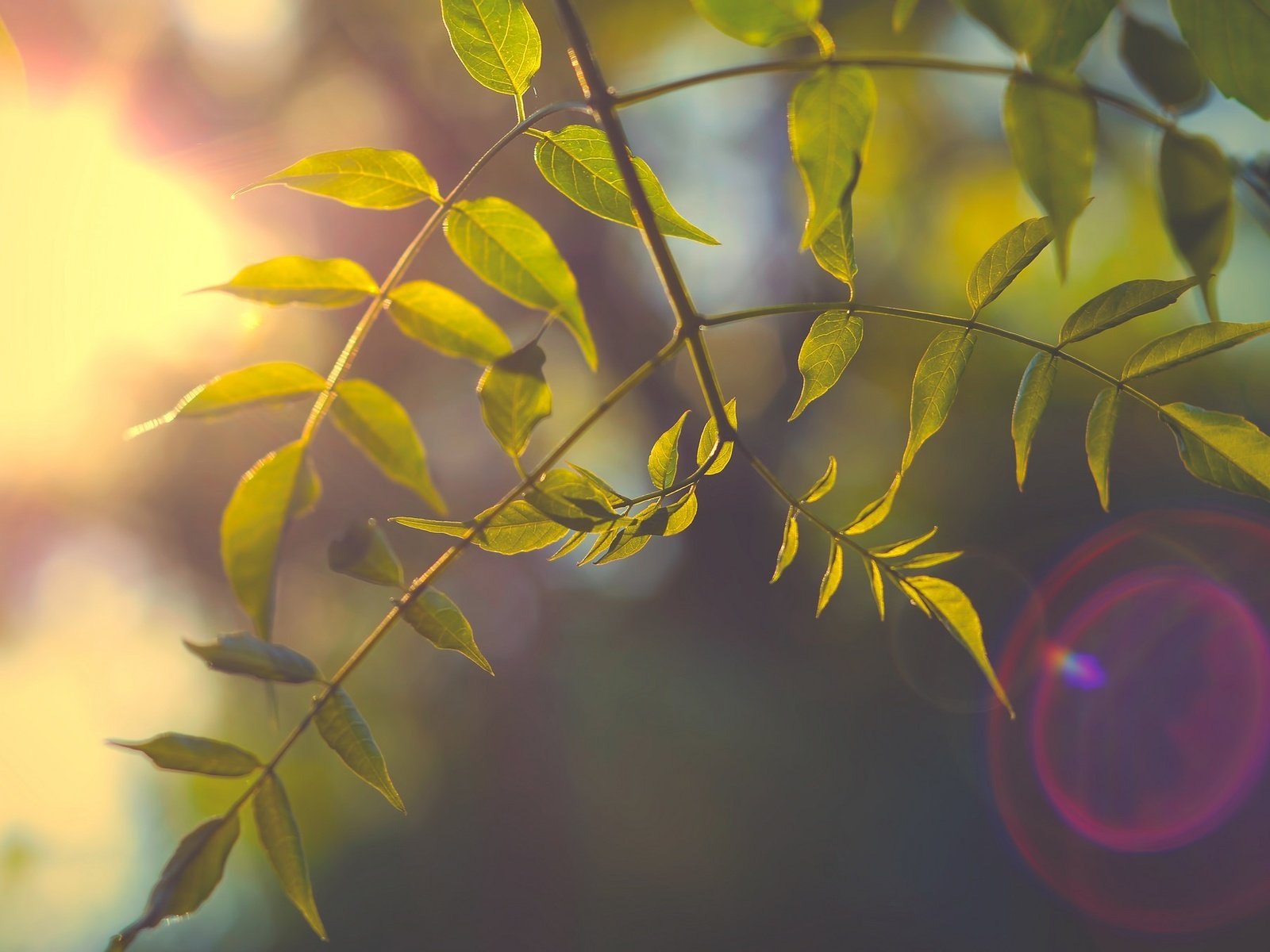 Обои ветка, природа, дерево, листья, фон, лучи света, branch, nature, tree, leaves, background, rays of light разрешение 2048x1356 Загрузить