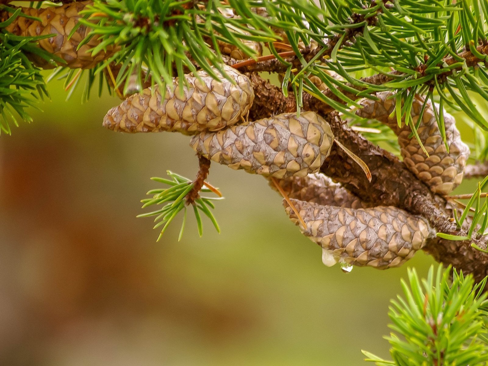 Обои природа, хвоя, фон, ветки, шишки, иголки, сосна, nature, needles, background, branches, bumps, pine разрешение 2048x1239 Загрузить