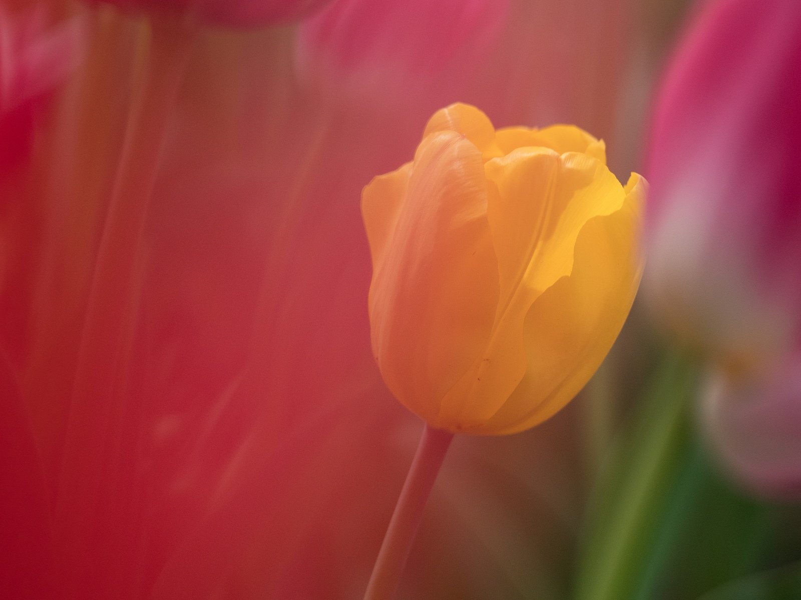 Обои желтый, фон, цветок, лепестки, размытость, тюльпан, yellow, background, flower, petals, blur, tulip разрешение 2048x1356 Загрузить