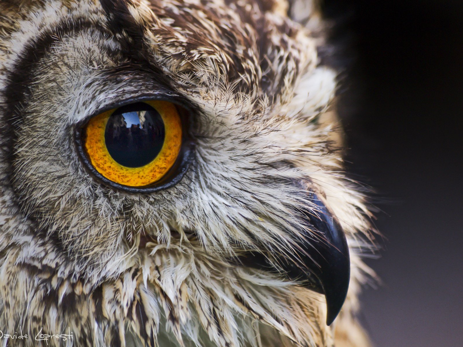 Обои глаза, сова, взгляд, птица, клюв, ушастая сова, davide lopresti, eyes, owl, look, bird, beak, long-eared owl разрешение 2000x1257 Загрузить