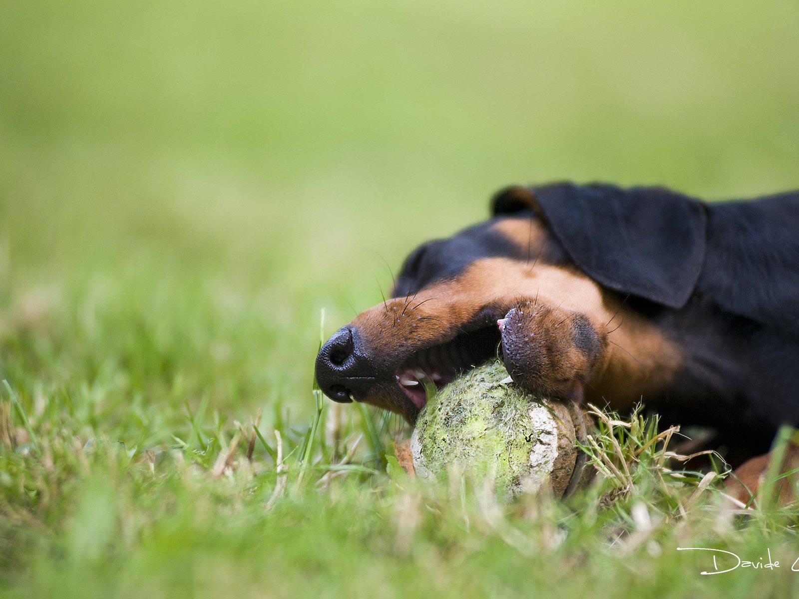 Обои трава, собака, такса, мячик, davide lopresti, grass, dog, dachshund, the ball разрешение 2000x1270 Загрузить