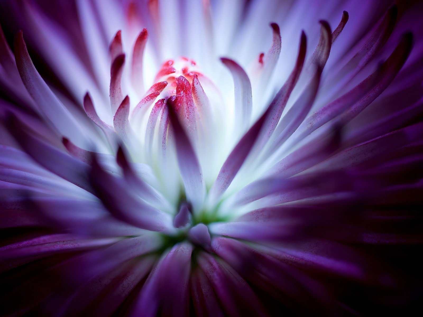 Обои цветок, фиолетовый, хризантема, крупным планом, flower, purple, chrysanthemum, closeup разрешение 3840x2160 Загрузить