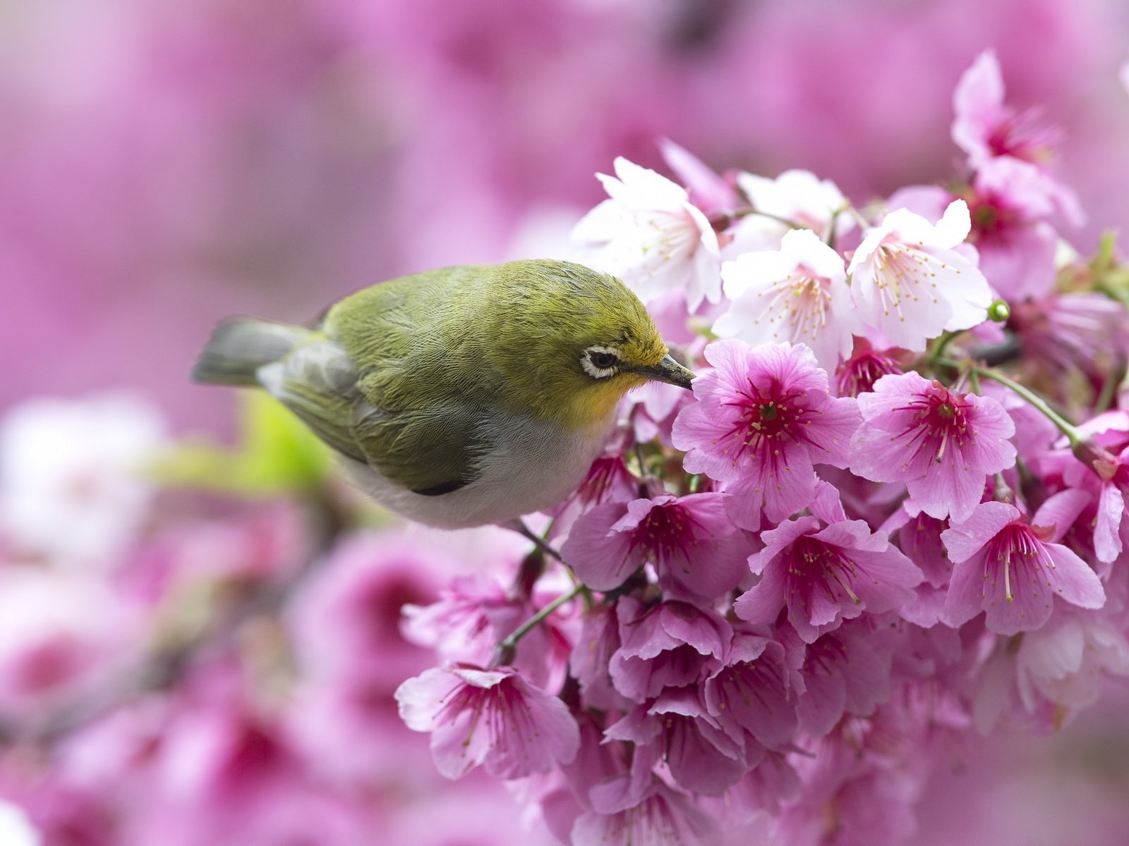 Обои цветы, ветка, птица, весна, сакура, белоглазка, flowers, branch, bird, spring, sakura, white-eyed разрешение 2048x1365 Загрузить