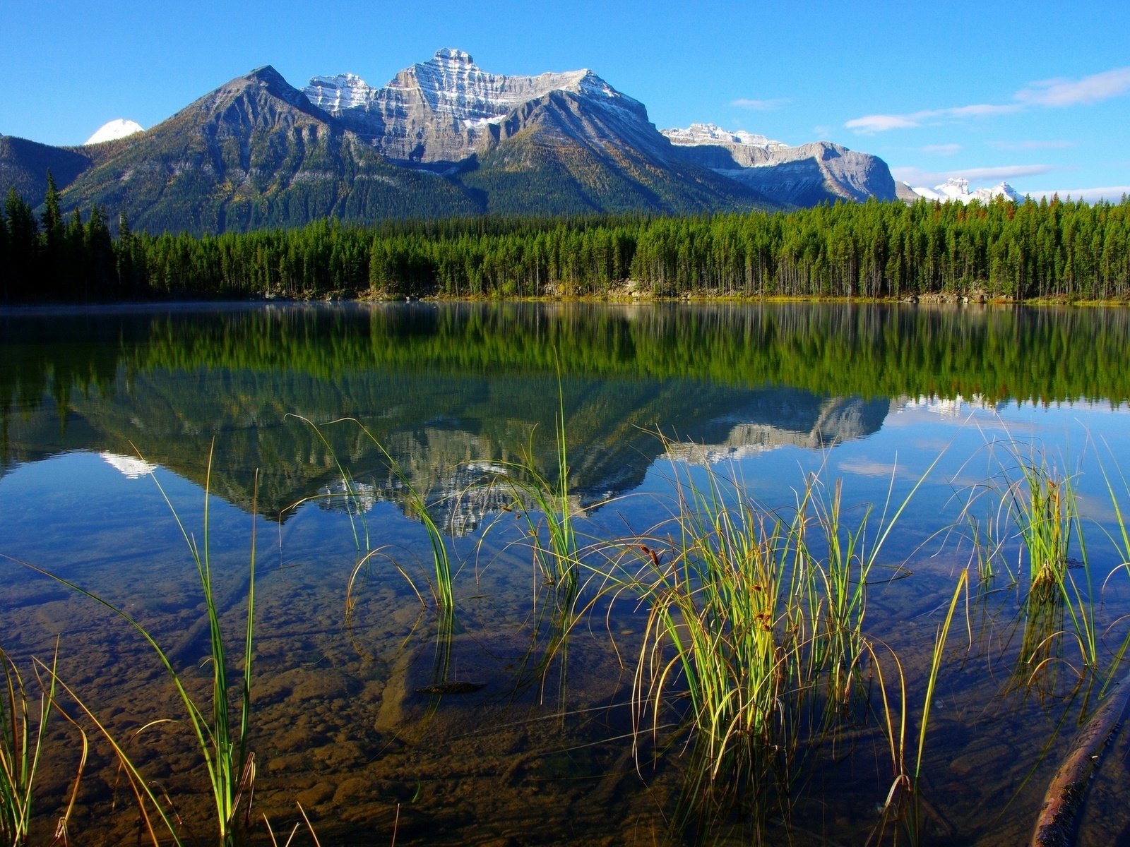 Обои трава, деревья, река, горы, лес, отражение, grass, trees, river, mountains, forest, reflection разрешение 2560x1701 Загрузить