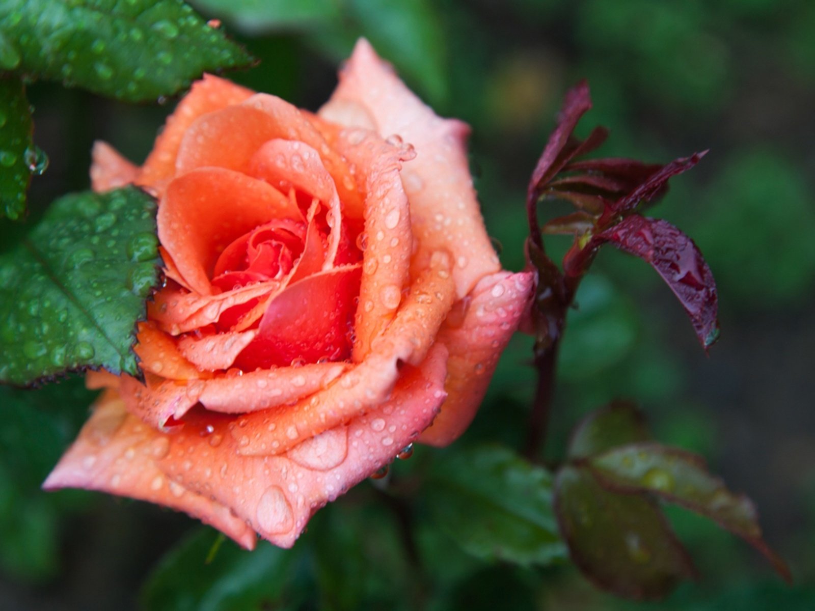 Обои вода, листья, макро, цветок, капли, роза, water, leaves, macro, flower, drops, rose разрешение 2200x1467 Загрузить