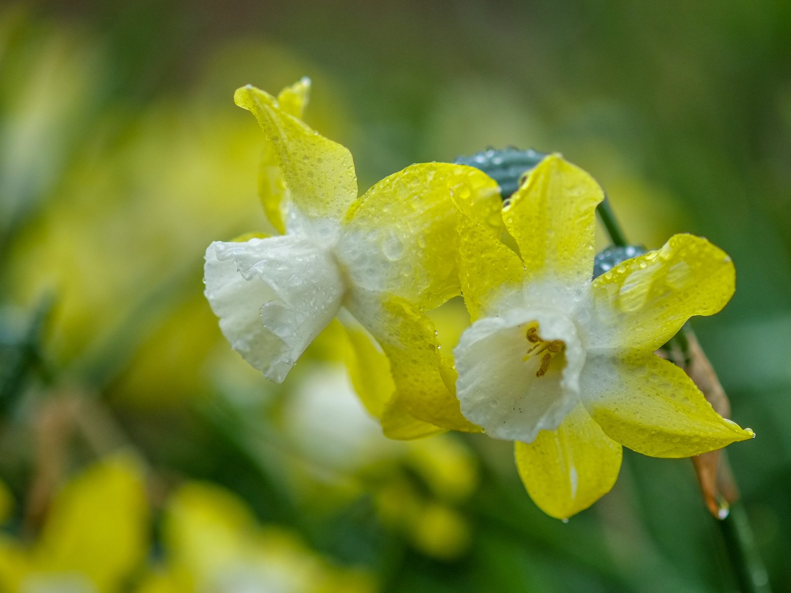 Обои цветы, природа, фон, капли, весна, нарциссы, flowers, nature, background, drops, spring, daffodils разрешение 3968x2430 Загрузить