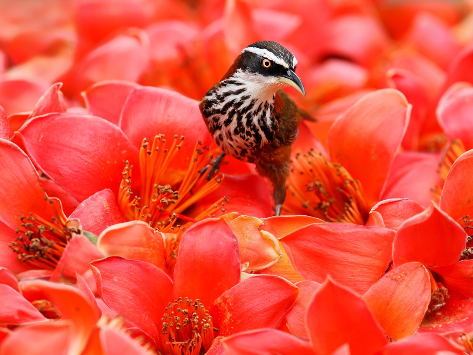 Обои цветы, птица, клюв, перья, flowers, bird, beak, feathers разрешение 2048x1365 Загрузить