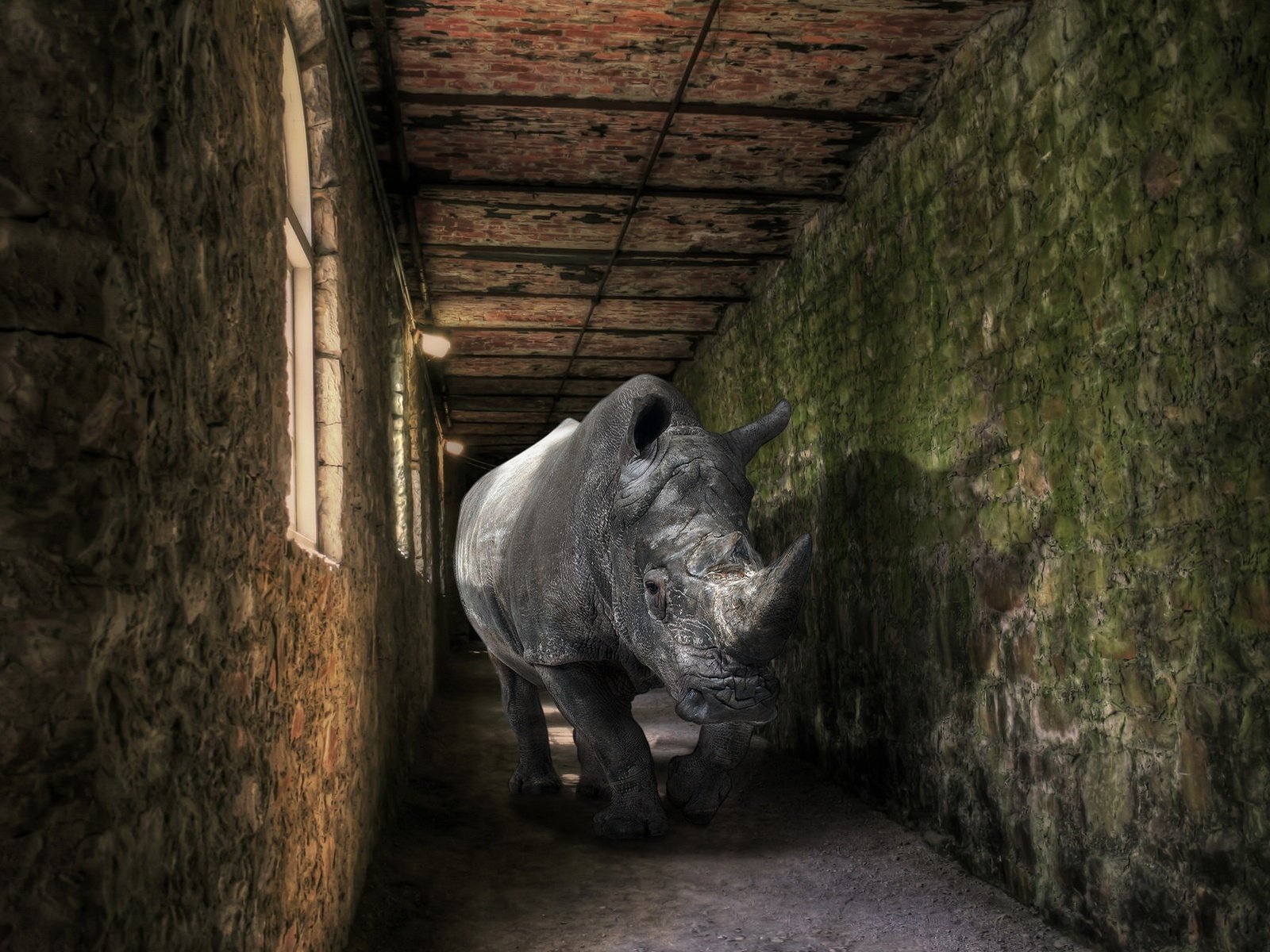 Обои фон, помещение, носорог, background, the room, rhino разрешение 1922x1201 Загрузить
