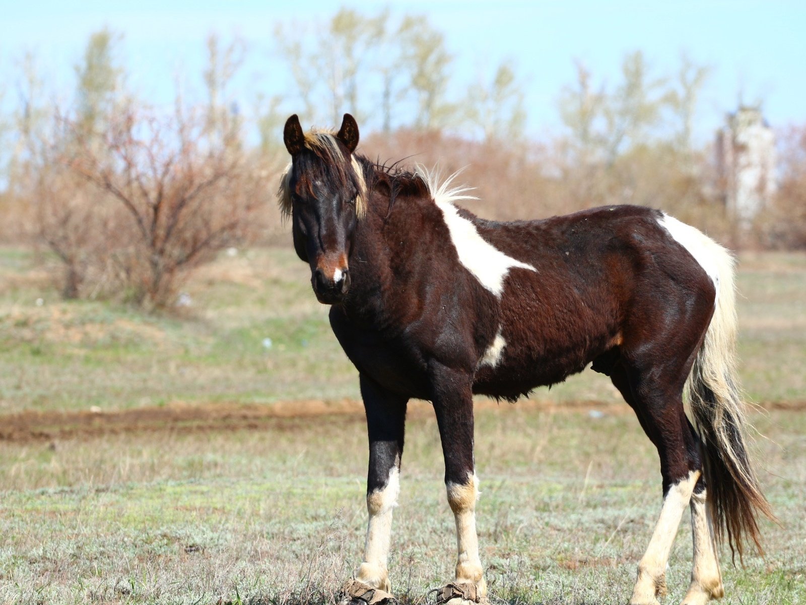 Обои лошадь, взгляд, конь, грива, степь, хвост, horse, look, mane, the steppe, tail разрешение 1920x1280 Загрузить