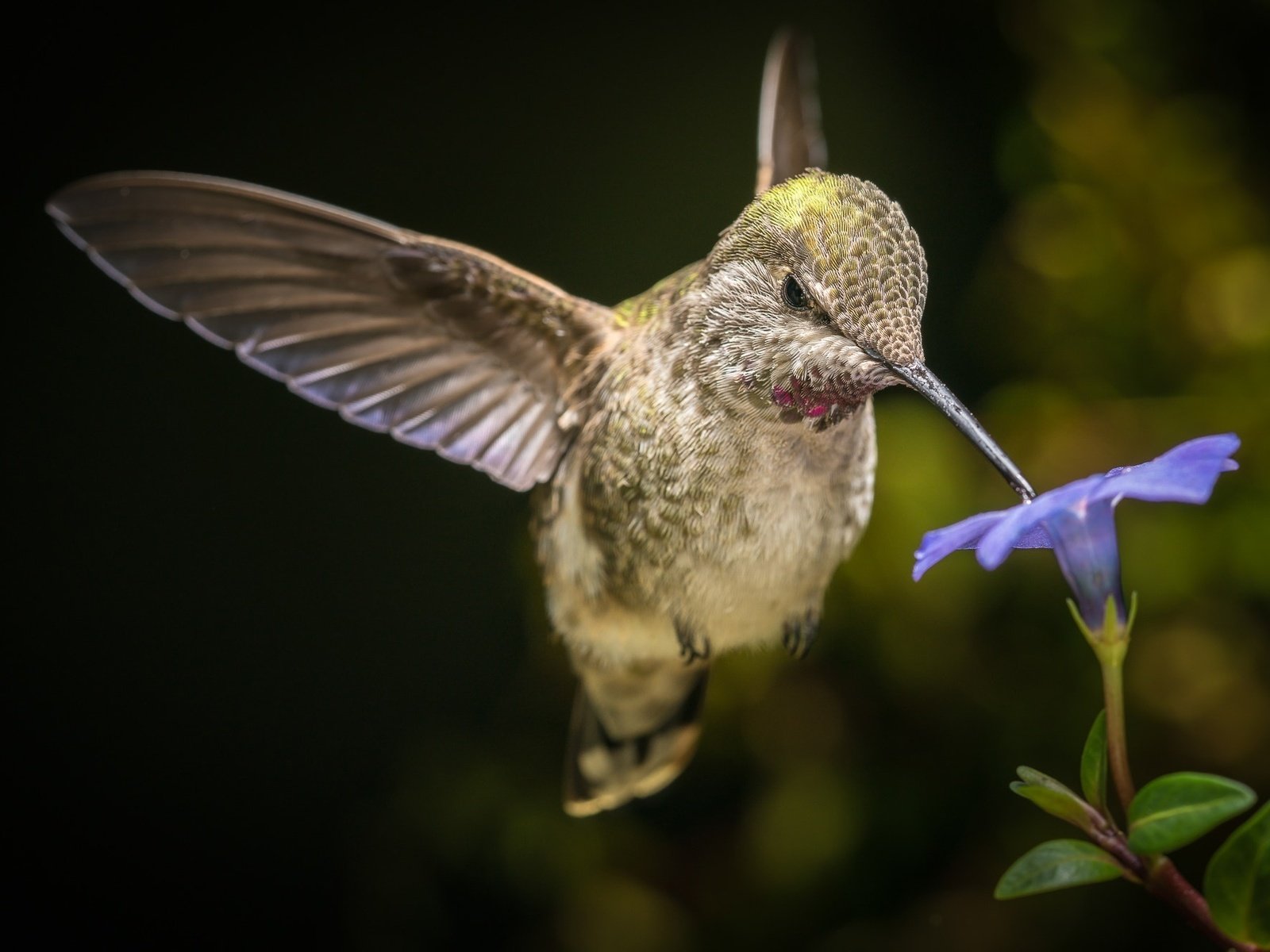 Обои макро, цветок, крылья, птица, клюв, колибри, боке, macro, flower, wings, bird, beak, hummingbird, bokeh разрешение 2000x1334 Загрузить