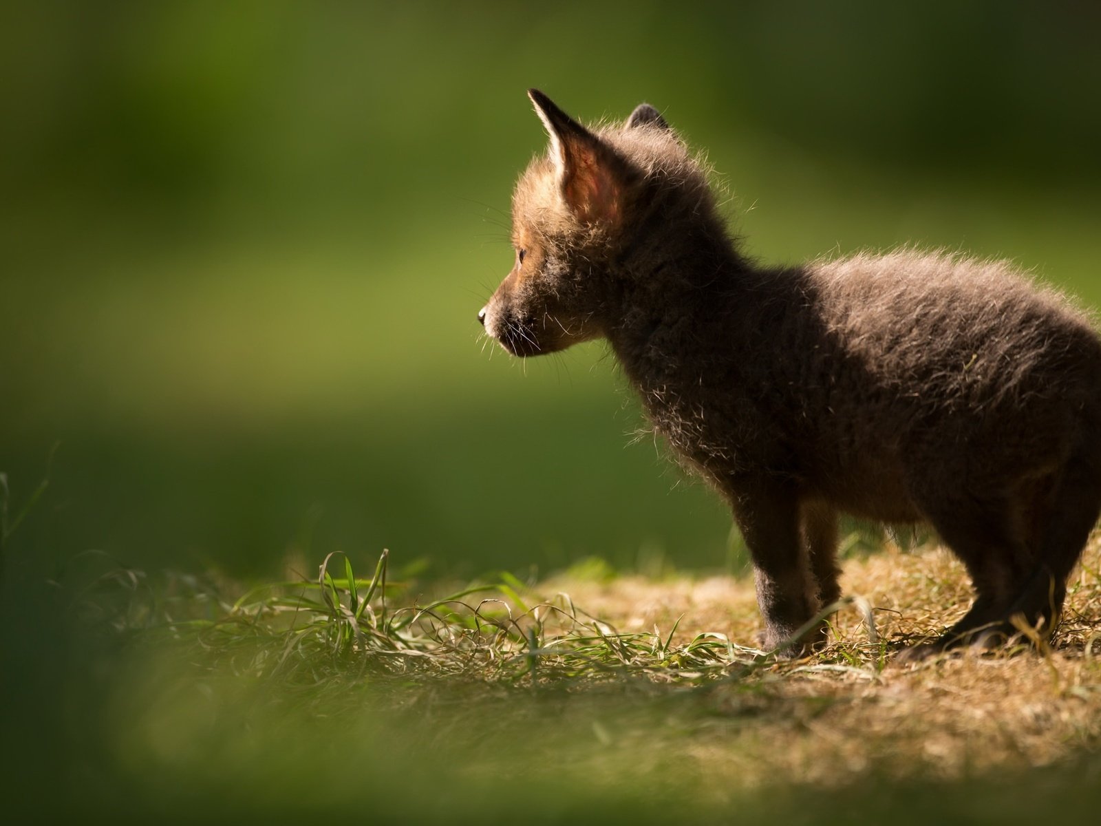 Обои природа, фон, лиса, лисица, животное, лисенок, nature, background, fox, animal разрешение 2048x1365 Загрузить