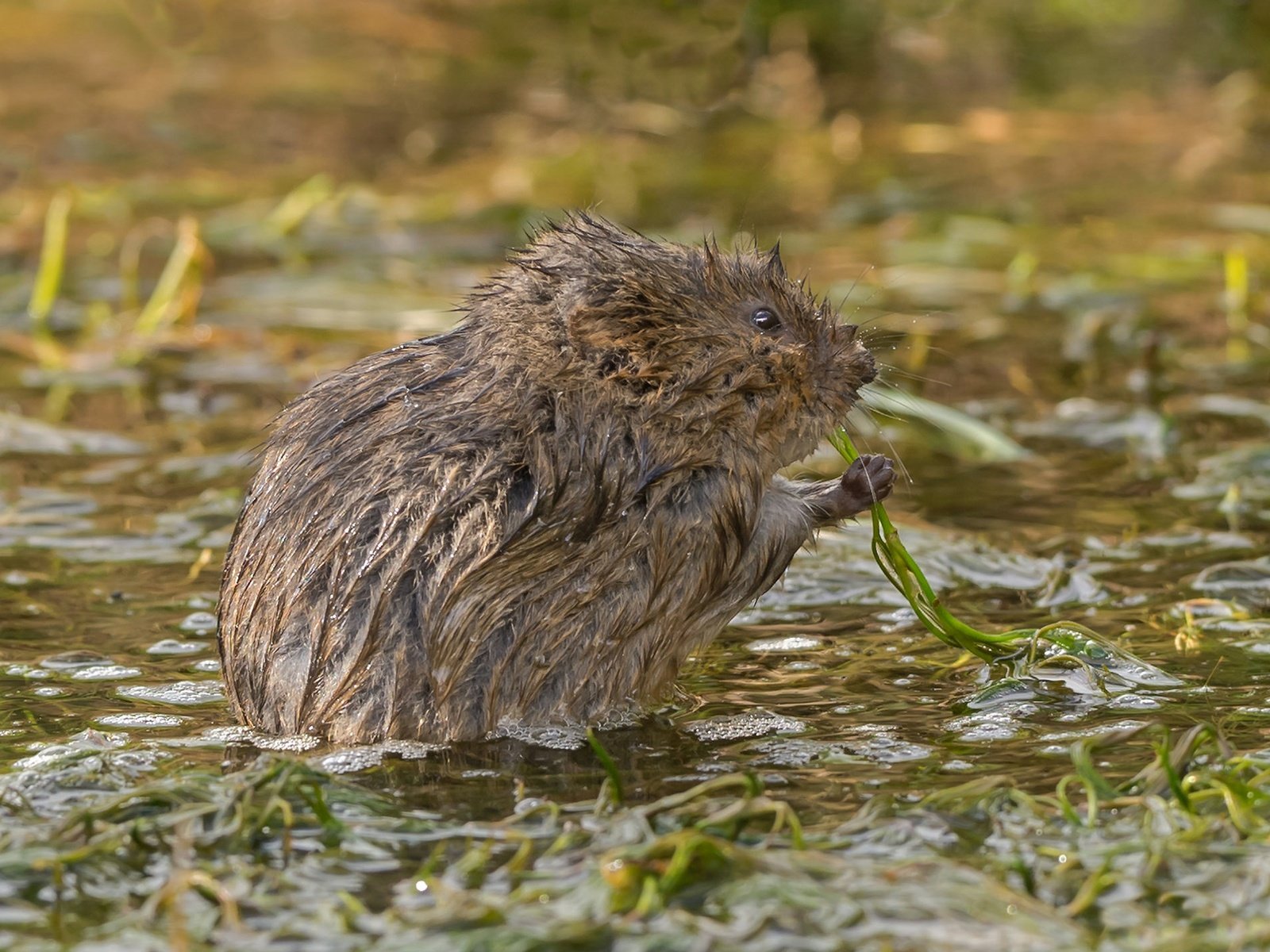 Обои природа, мышь, мокрая, грызун, водяная полёвка, полевка, nature, mouse, wet, rodent, water vole, vole разрешение 2048x1425 Загрузить