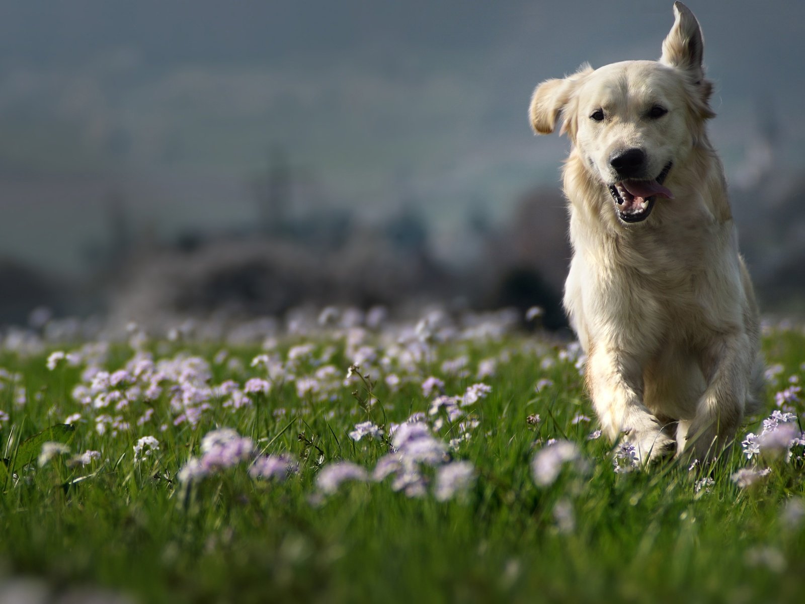 Обои природа, собака, луг, друг, золотистый ретривер, clé manuel, nature, dog, meadow, each, golden retriever, manuel clé разрешение 3000x2000 Загрузить