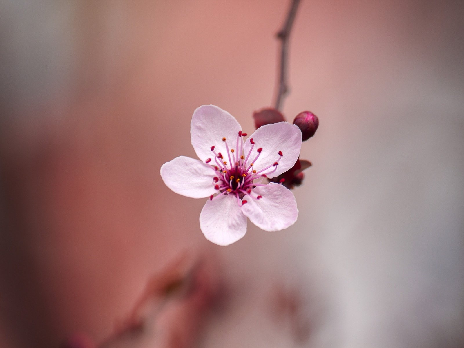 Обои цветение, цветок, размытость, весна, сакура, боке, flowering, flower, blur, spring, sakura, bokeh разрешение 2048x1365 Загрузить