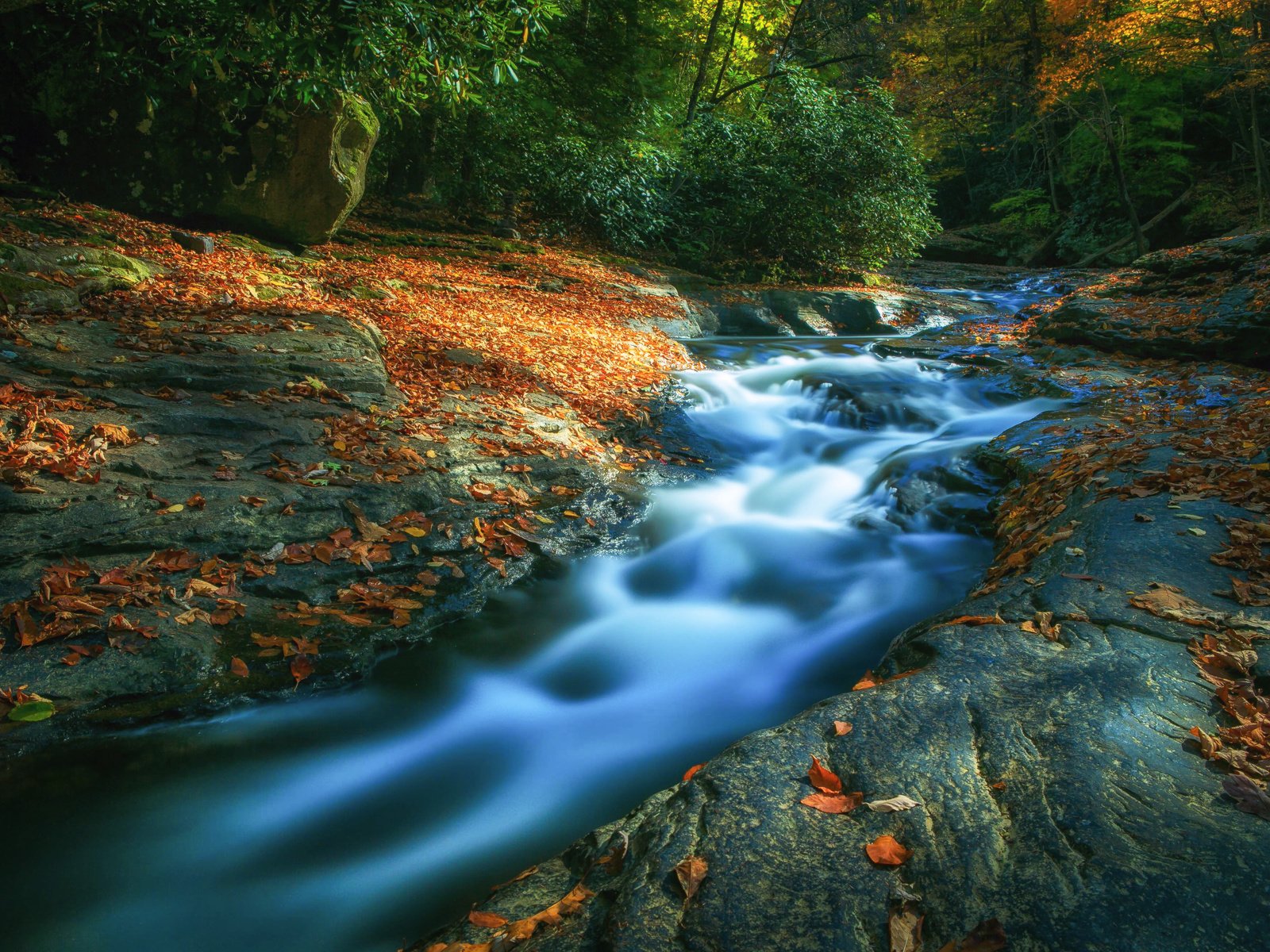 Обои деревья, река, камни, лес, листья, осень, течение, trees, river, stones, forest, leaves, autumn, for разрешение 3960x2640 Загрузить