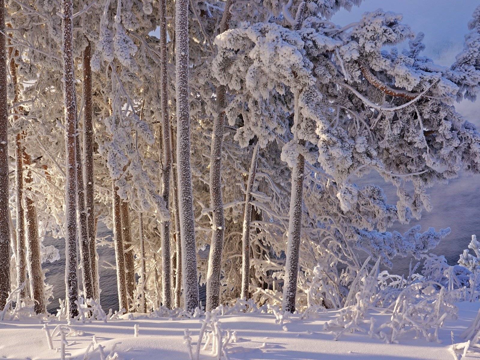 Обои деревья, снег, зима, иней, trees, snow, winter, frost разрешение 2400x1595 Загрузить