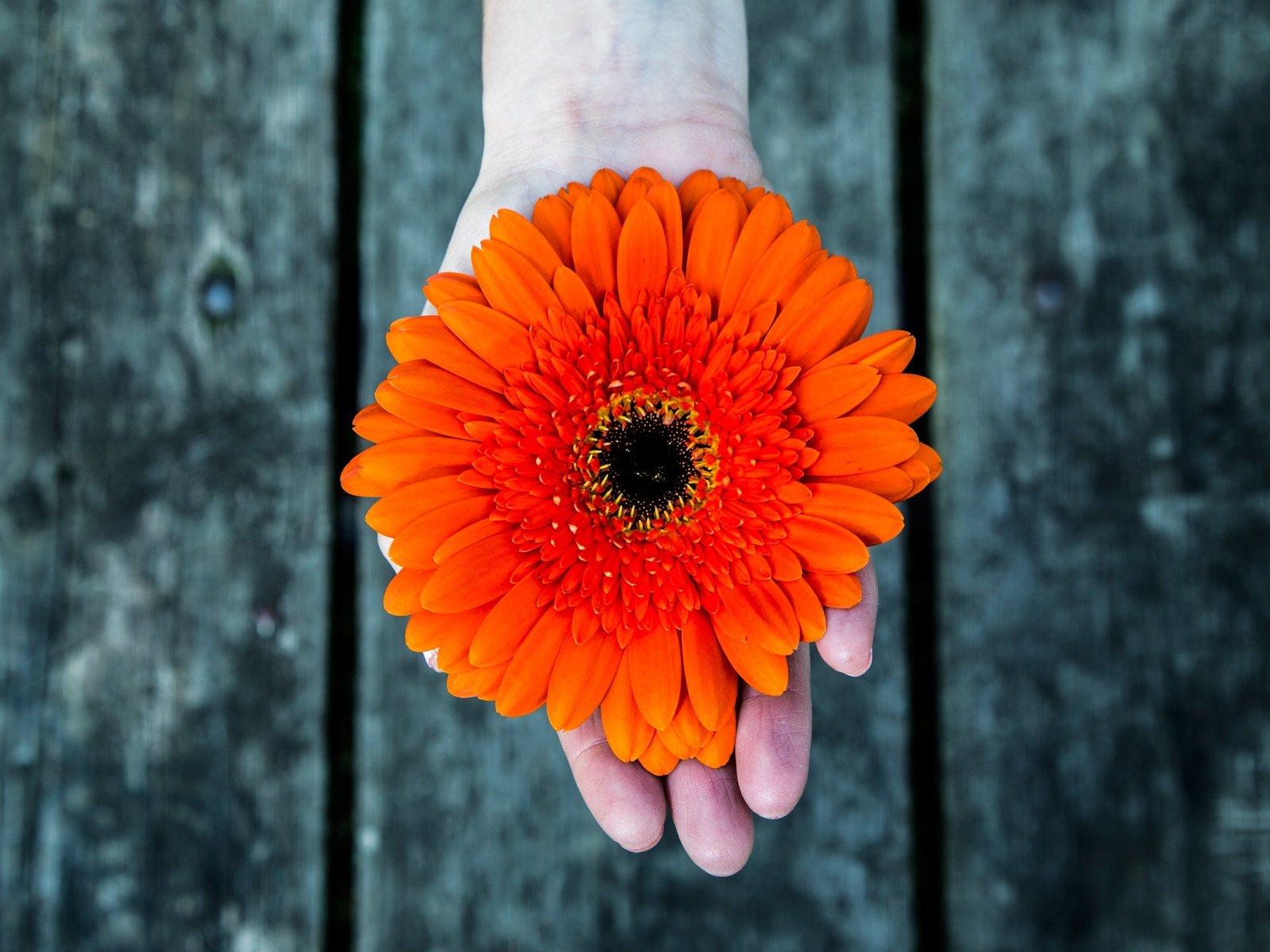 Обои рука, фон, цветок, лепестки, оранжевые, гербера, hand, background, flower, petals, orange, gerbera разрешение 5052x2922 Загрузить
