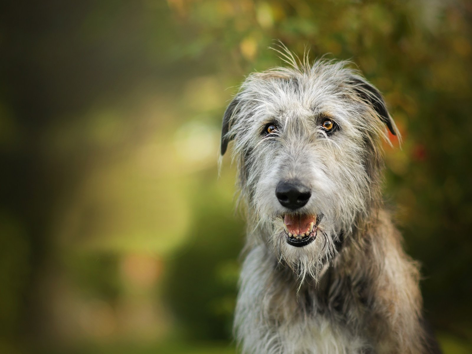 Обои собака, боке, ирландский волкодав, dackelpuppy, igraine, dog, bokeh, the irish wolfhound разрешение 2048x1310 Загрузить