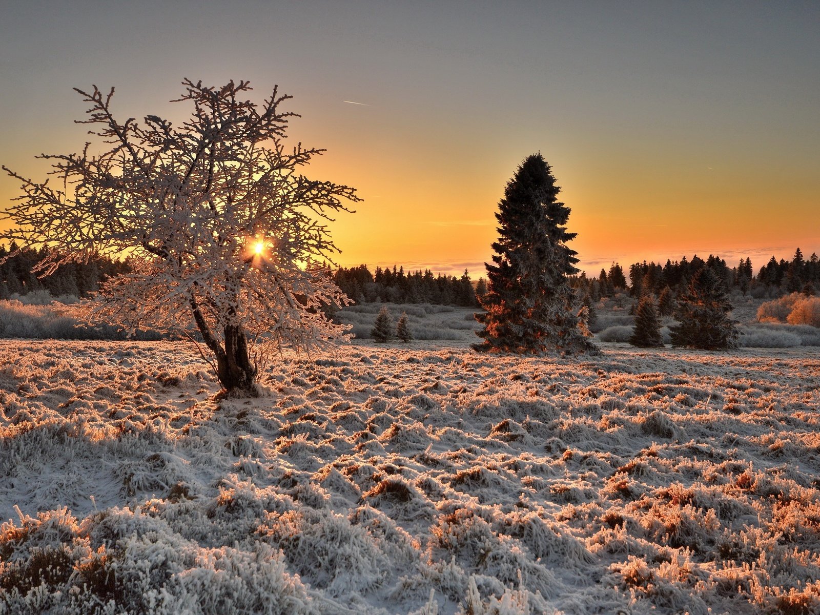 Обои свет, деревья, дерево, зима, утро, иней, light, trees, tree, winter, morning, frost разрешение 2560x1663 Загрузить