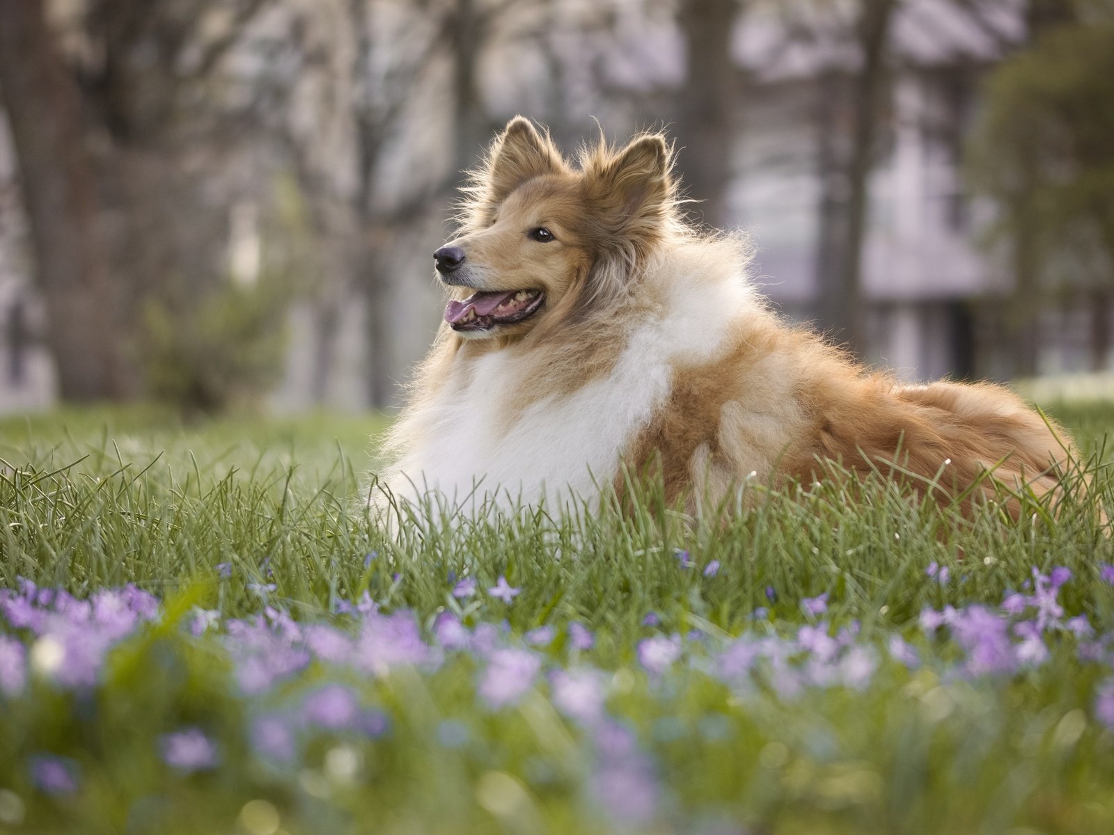 Обои цветы, трава, собака, боке, колли, длинношёрстный колли, flowers, grass, dog, bokeh, collie, rough collie разрешение 6000x4000 Загрузить