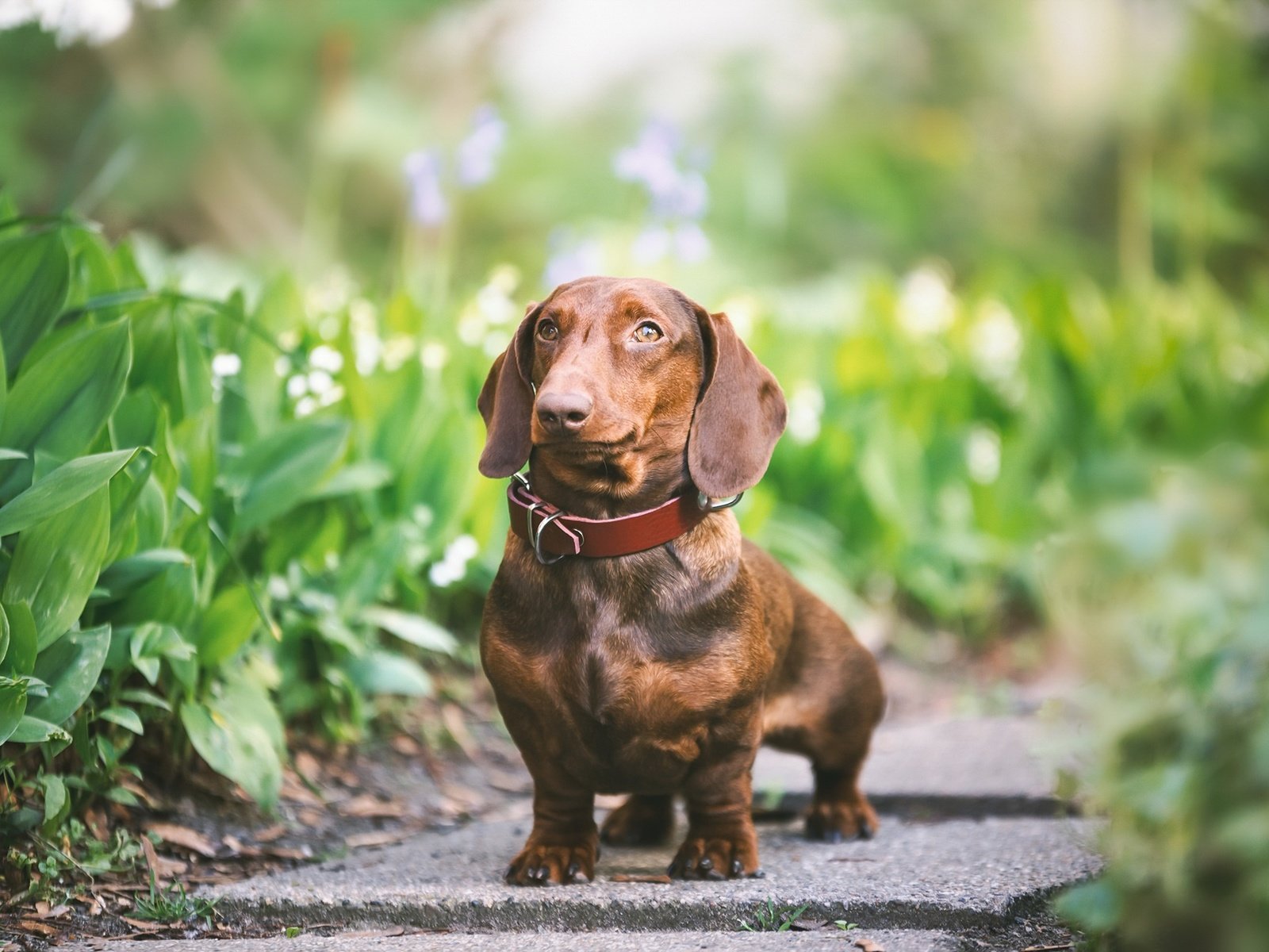 Обои зелень, взгляд, собака, друг, ошейник, такса, greens, look, dog, each, collar, dachshund разрешение 2048x1365 Загрузить