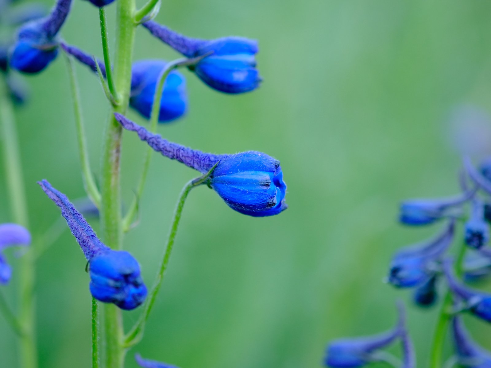 Обои цветы, синие, дельфиниум, jazzmatica, flowers, blue, delphinium разрешение 4896x2760 Загрузить