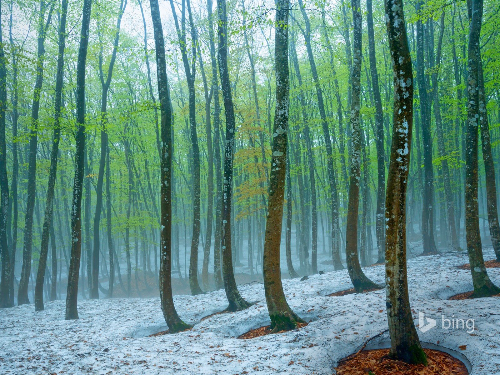 Обои деревья, природа, лес, зима, стволы, bing, trees, nature, forest, winter, trunks разрешение 1920x1200 Загрузить