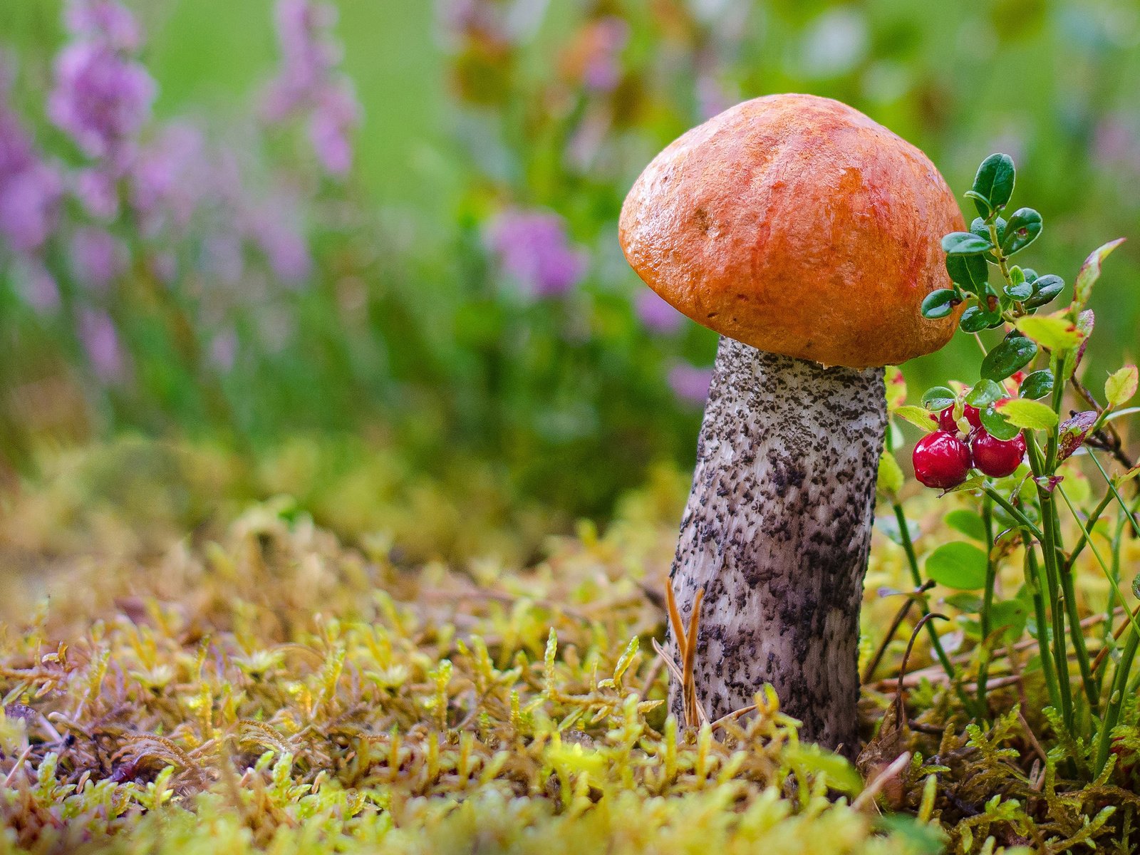 Обои цветы, подосиновик, трава, лес, макро, осень, гриб, мох, ягоды, flowers, boletus, grass, forest, macro, autumn, mushroom, moss, berries разрешение 2880x1800 Загрузить