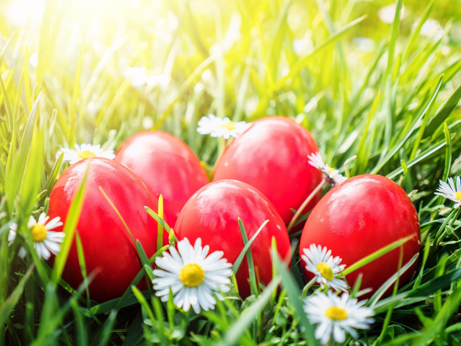 Обои цветы, трава, ромашки, корзина, пасха, яйца крашеные, flowers, grass, chamomile, basket, easter, the painted eggs разрешение 5184x3456 Загрузить