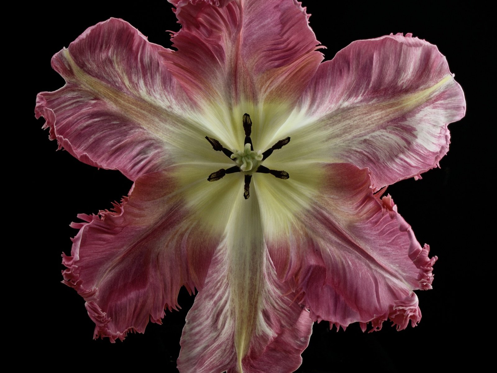 Обои фон, цветок, лепестки, черный фон, тюльпан, background, flower, petals, black background, tulip разрешение 2048x1896 Загрузить