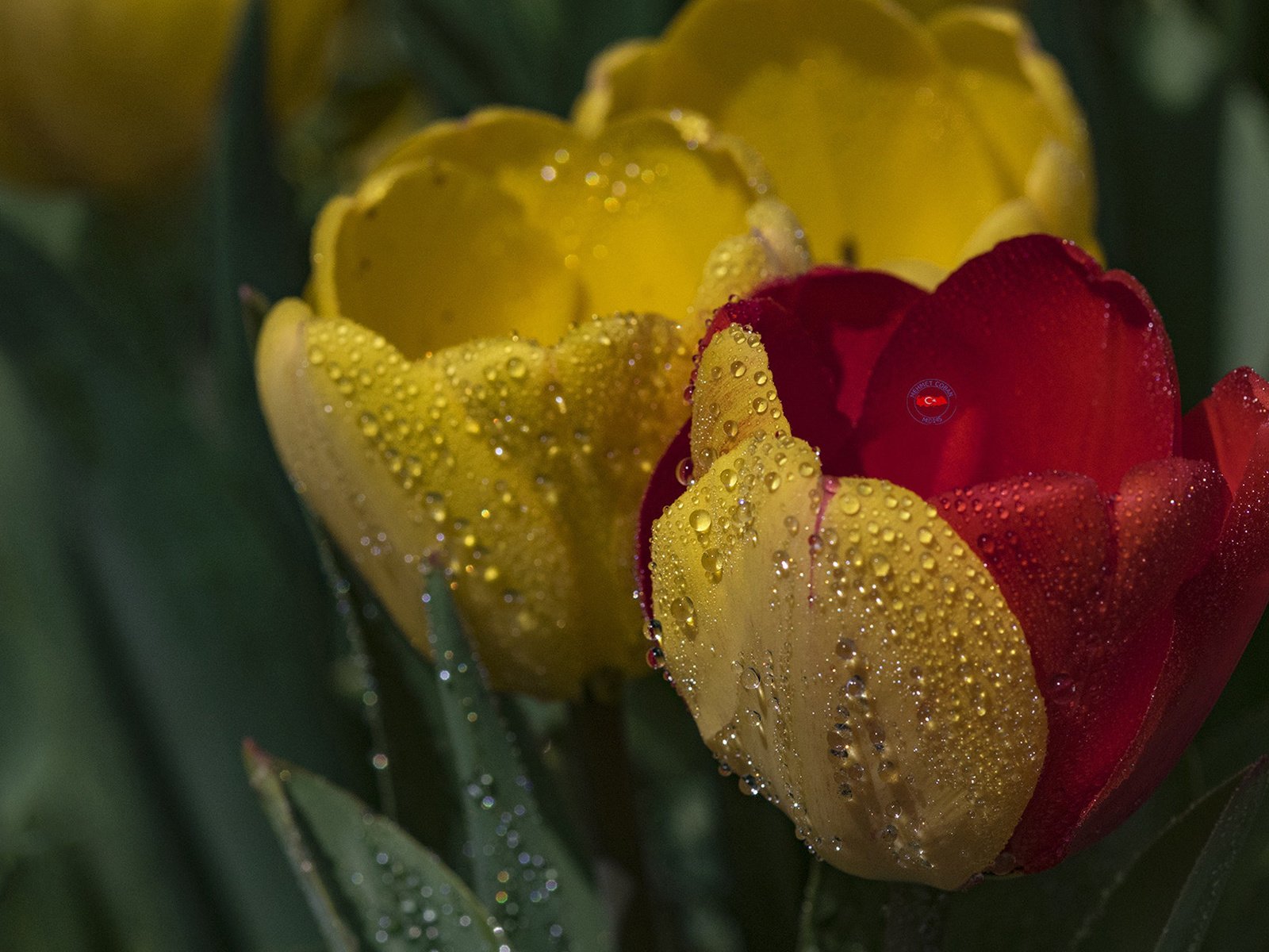 Обои цветы, капли, тюльпаны, flowers, drops, tulips разрешение 1920x1200 Загрузить
