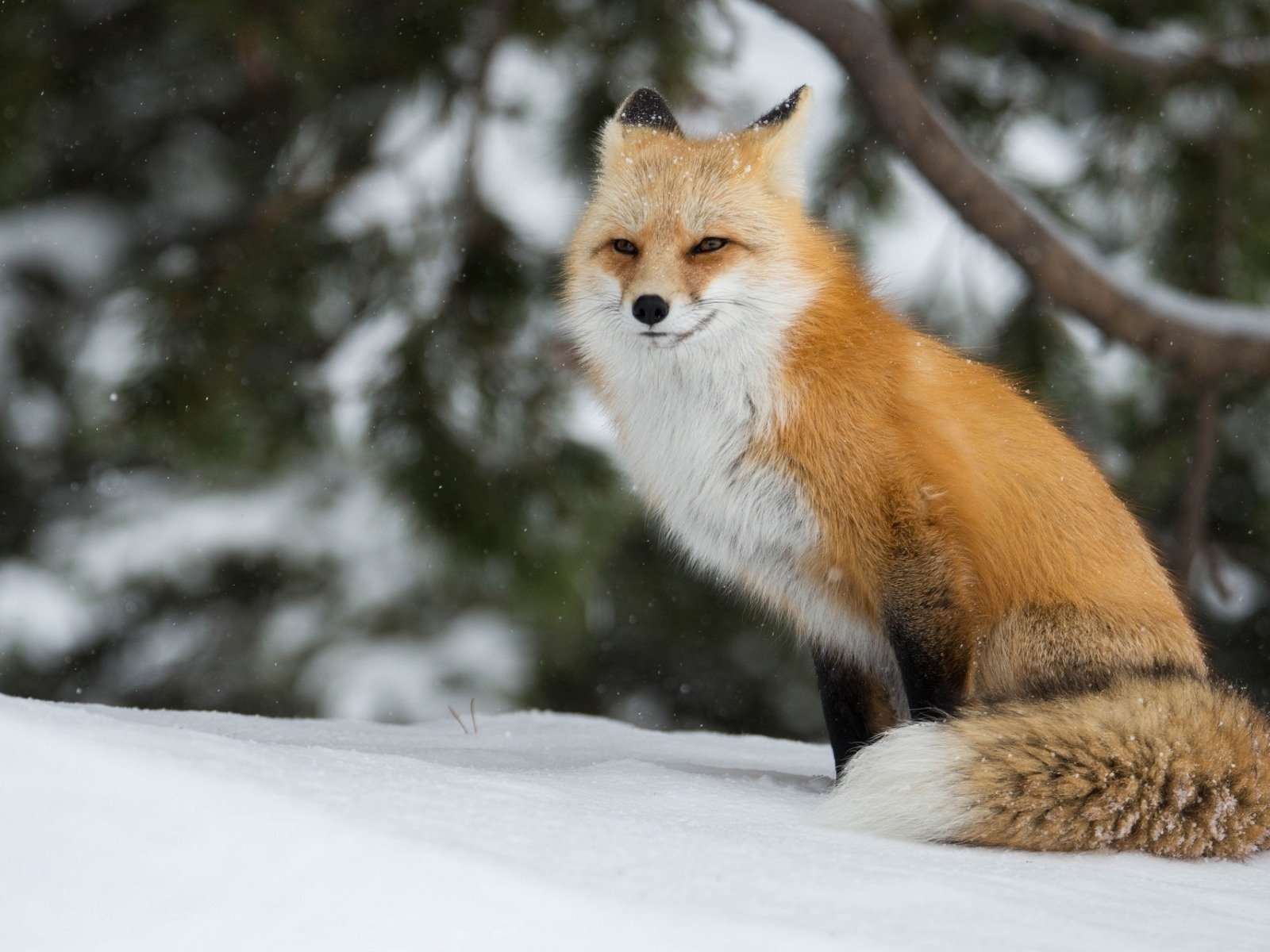Обои зима, лиса, лисица, winter, fox разрешение 1920x1200 Загрузить