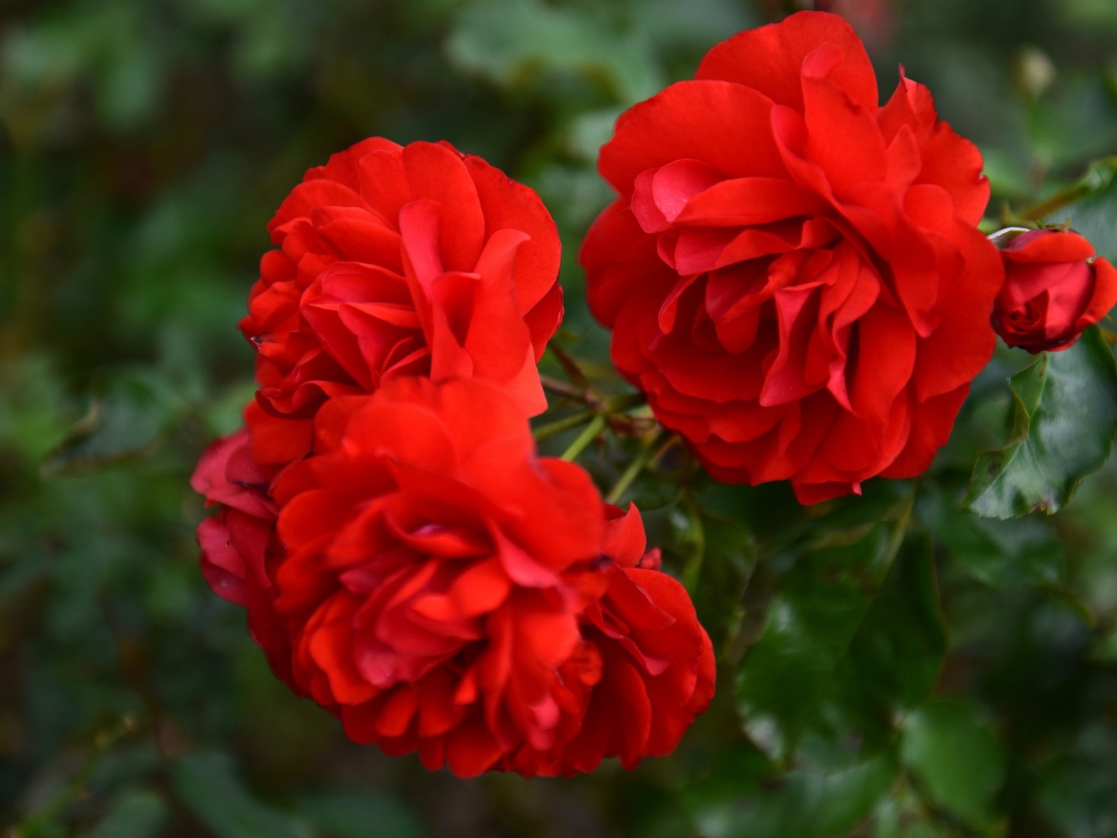 Обои цветы, ветка, листья, макро, розы, красные розы, flowers, branch, leaves, macro, roses, red roses разрешение 2880x1800 Загрузить