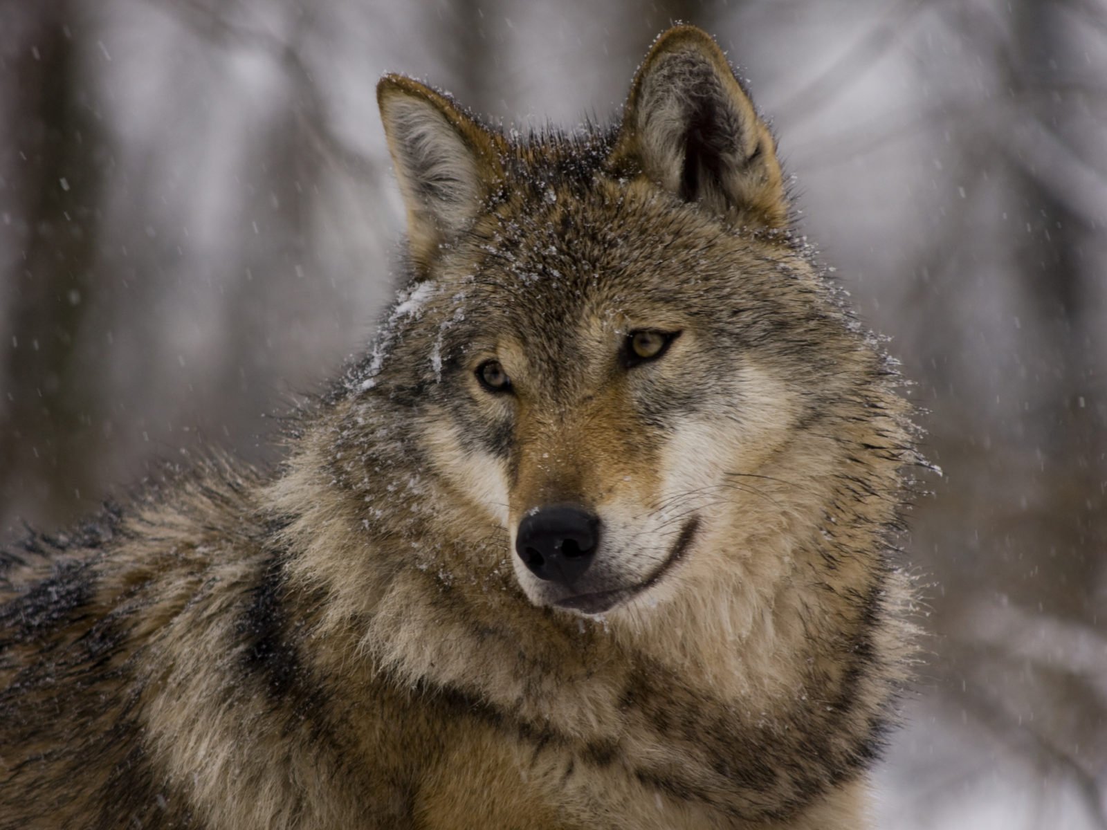 Ms wolf. Морда волка. Волк серый. Таёжный волк. Взгляд волка.