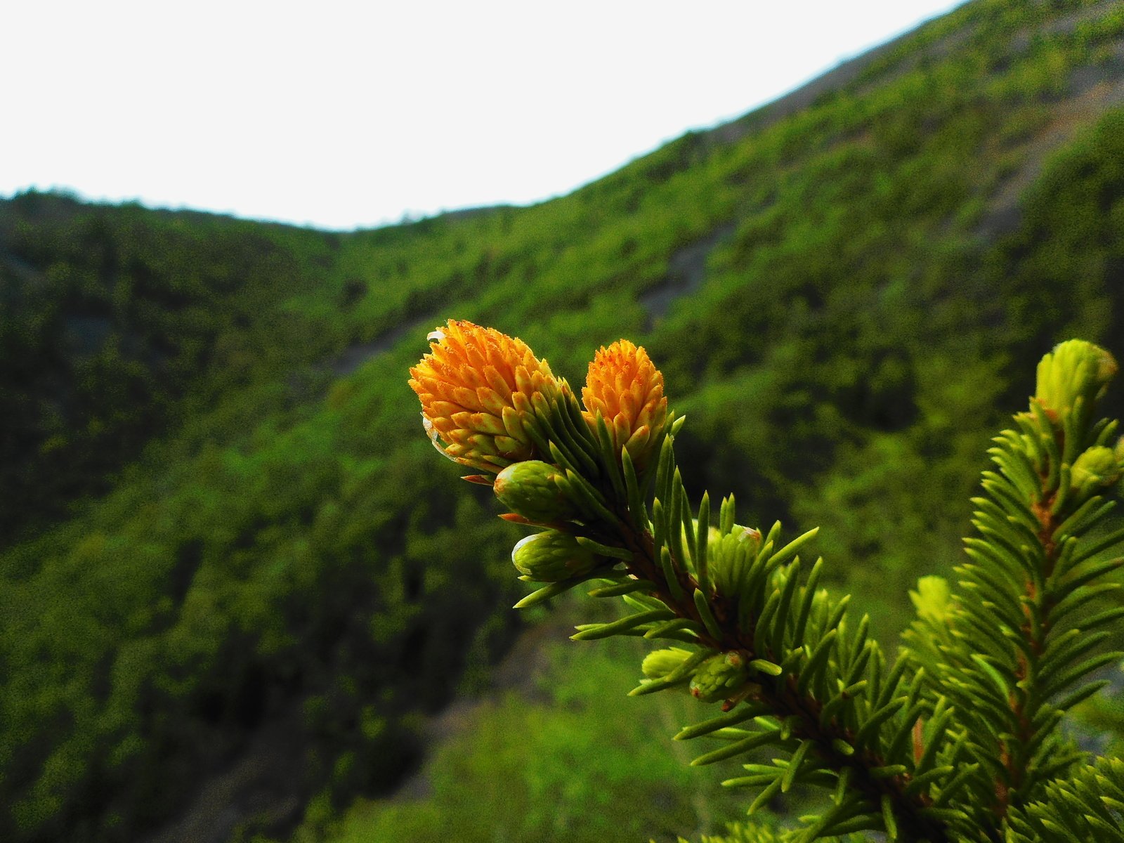 Обои ветка, природа, растения, хвоя, фон, иголки, branch, nature, plants, needles, background разрешение 3648x2736 Загрузить