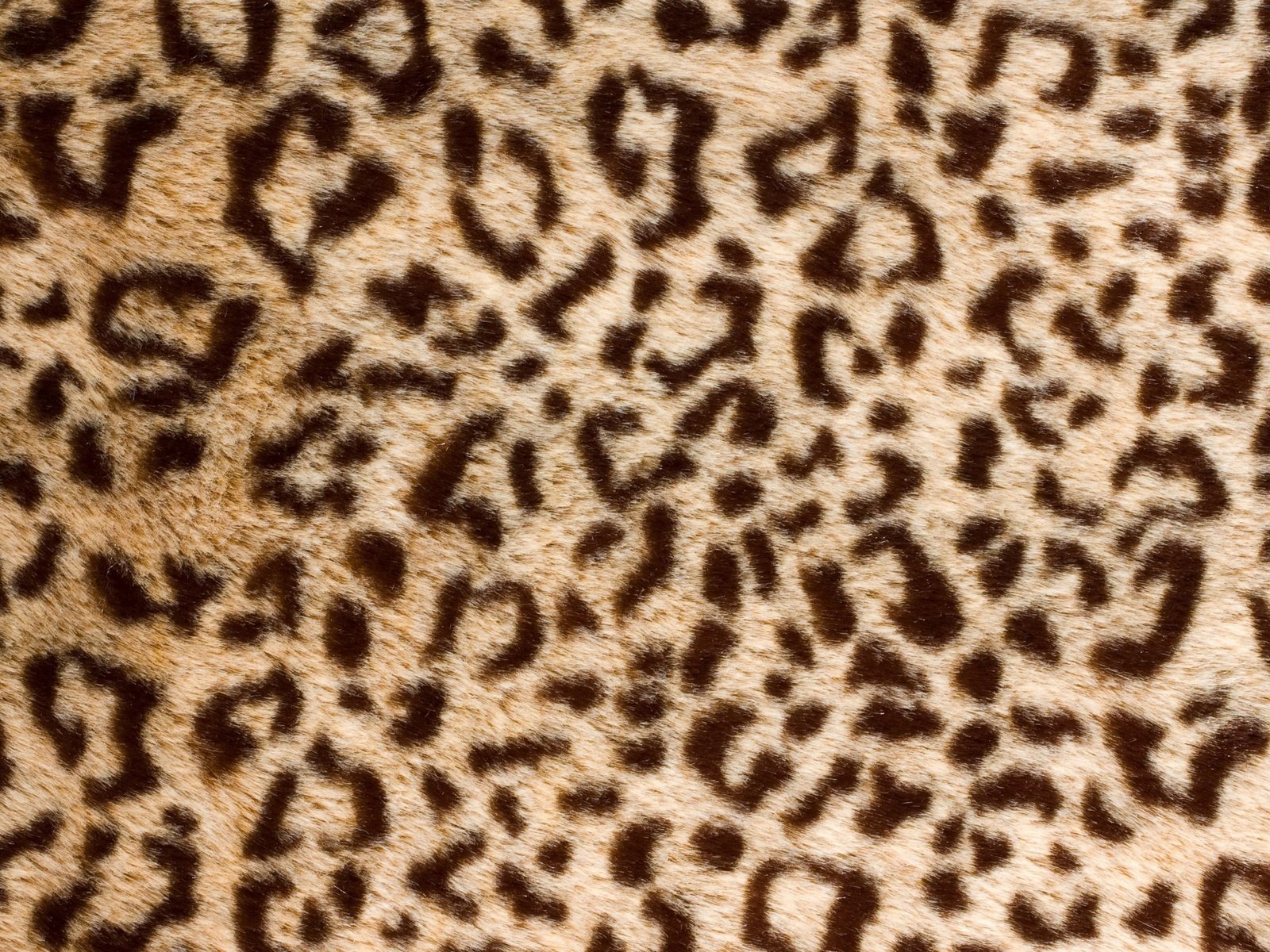 Обои текстура, леопард, шкура, мех, texture, leopard, skin, fur разрешение 2880x1800 Загрузить