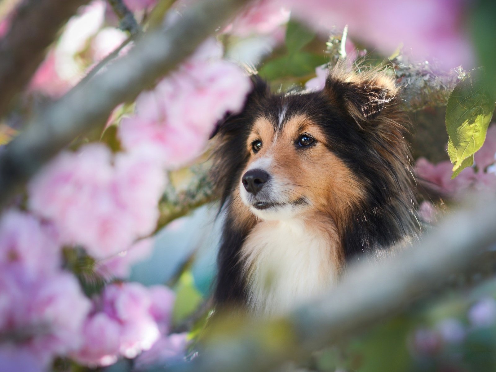 Обои морда, ветки, собака, весна, шелти, шетландская овчарка, face, branches, dog, spring, sheltie, shetland sheepdog разрешение 2048x1365 Загрузить